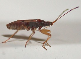 Ozophora picturata